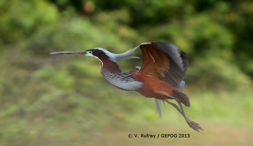 Agami Heron Working Group