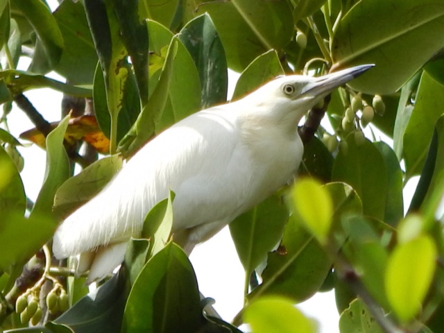 Madagascar Pond-heron International Working Group