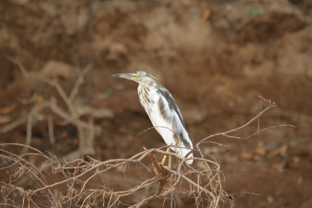 Madagascar Pond-heron International Working Group