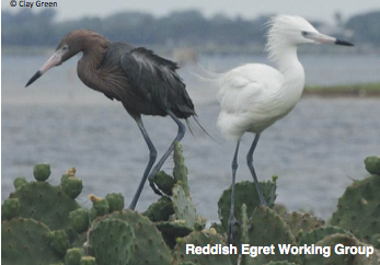 Reddish Egret International Working Group