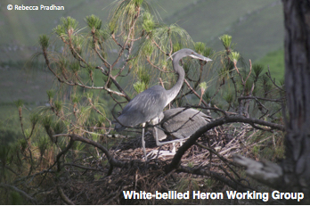 White-bellied Heron Working Group